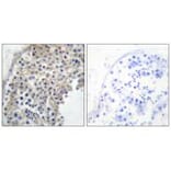 Immunohistochemistry - Adrenergic Receptor α-2A Antibody from Signalway Antibody (33660) - Antibodies.com