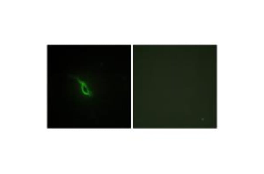 Immunofluorescence - Adrenergic Receptor α-2A Antibody from Signalway Antibody (33660) - Antibodies.com