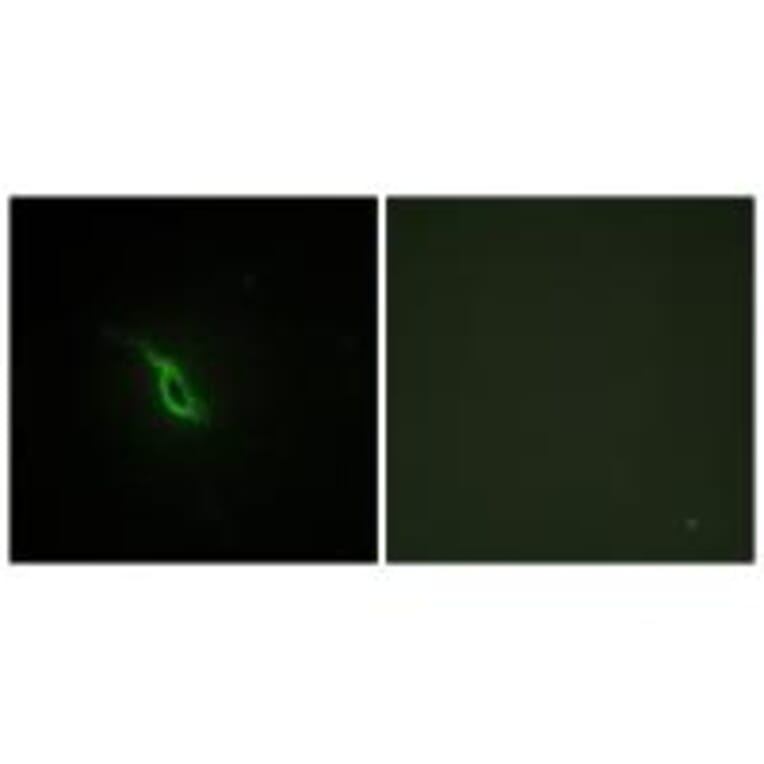 Immunofluorescence - Adrenergic Receptor α-2A Antibody from Signalway Antibody (33660) - Antibodies.com