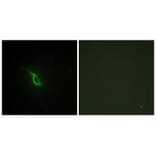 Immunofluorescence - Adrenergic Receptor α-2A Antibody from Signalway Antibody (33660) - Antibodies.com