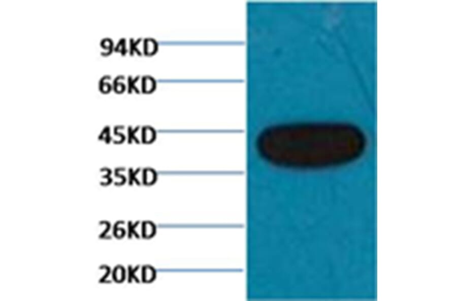Western blot - β-actin Mouse Monoclonal Antibody from Signalway Antibody (38063) - Antibodies.com