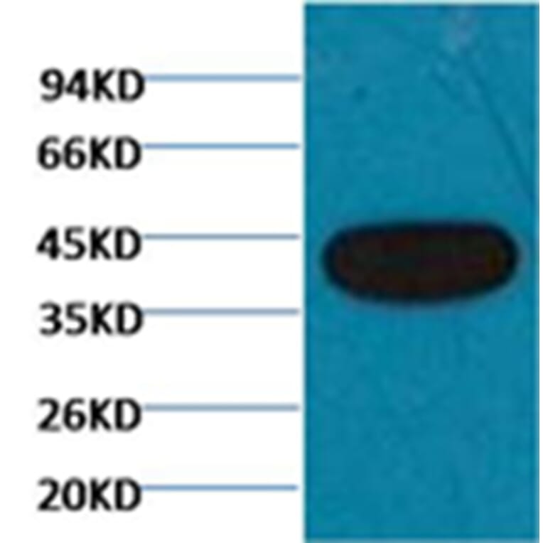 Western blot - β-actin Mouse Monoclonal Antibody from Signalway Antibody (38063) - Antibodies.com