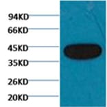 Western blot - β-actin Mouse Monoclonal Antibody from Signalway Antibody (38063) - Antibodies.com