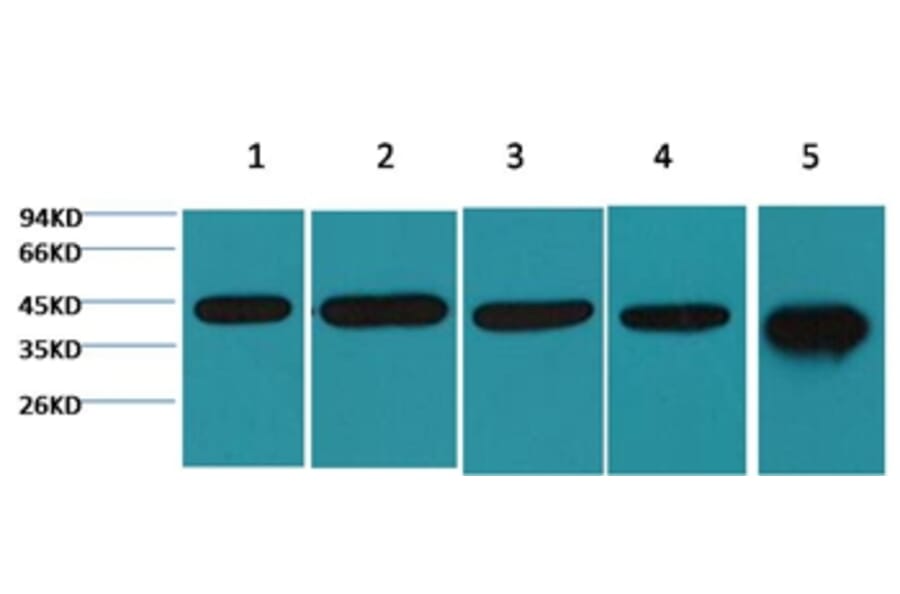 Western blot - β-actin Mouse Monoclonal Antibody from Signalway Antibody (38074) - Antibodies.com