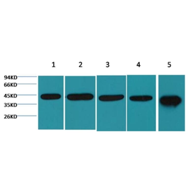 Western blot - β-actin Mouse Monoclonal Antibody from Signalway Antibody (38074) - Antibodies.com