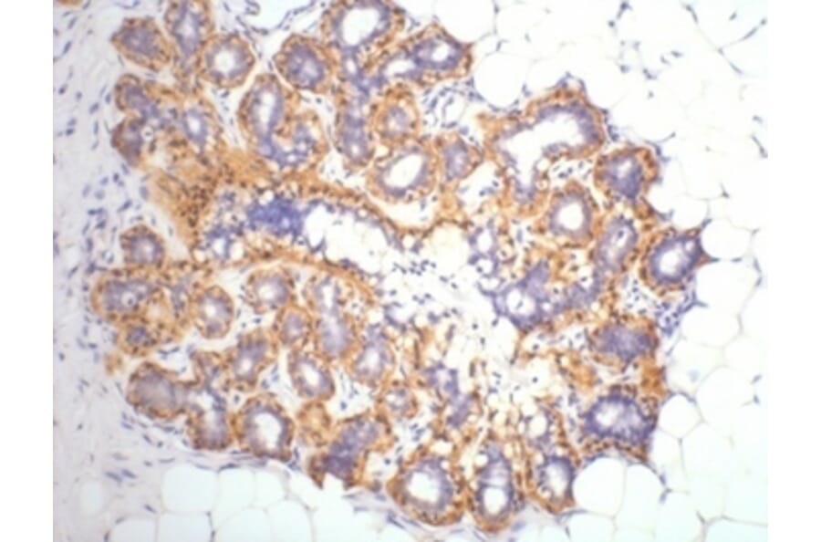 β-actin Mouse Monoclonal Antibody from Signalway Antibody (38074) - Antibodies.com