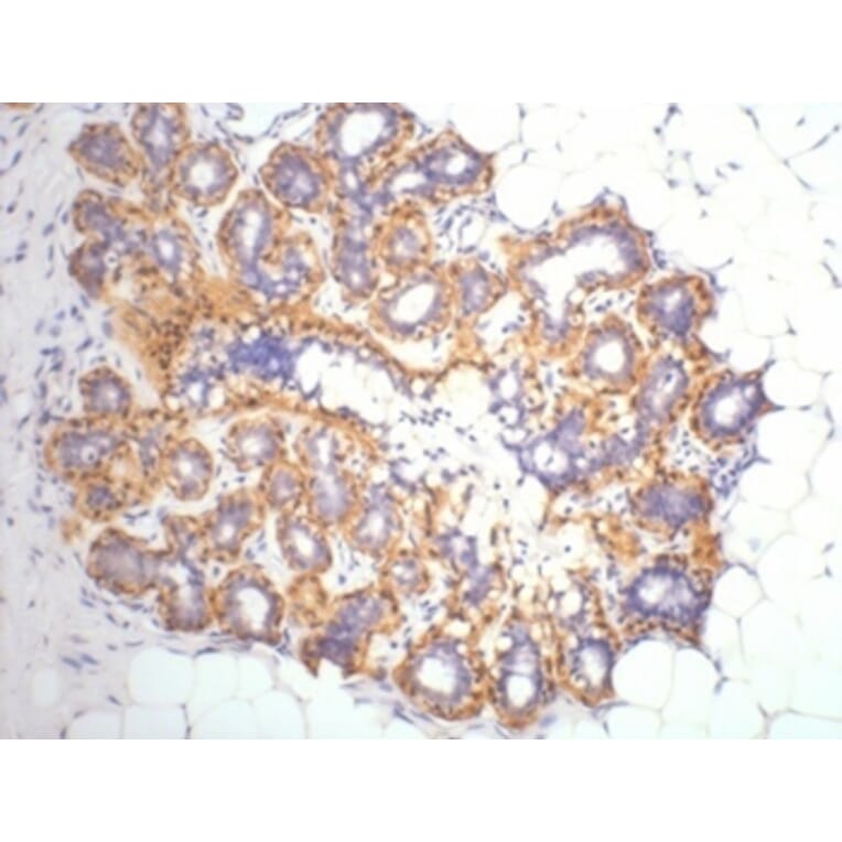 β-actin Mouse Monoclonal Antibody from Signalway Antibody (38074) - Antibodies.com