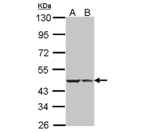 BRE antibody from Signalway Antibody (22004) - Antibodies.com