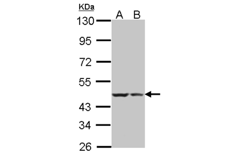 BRE antibody from Signalway Antibody (22004) - Antibodies.com