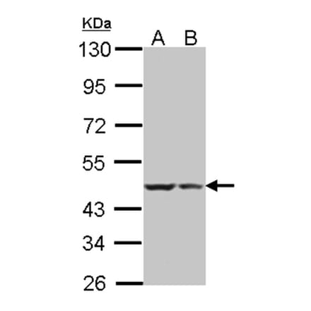 BRE antibody from Signalway Antibody (22004) - Antibodies.com