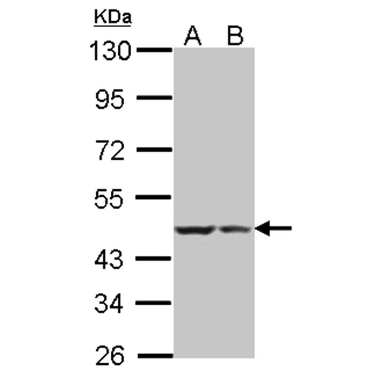 BRE antibody from Signalway Antibody (22004) - Antibodies.com