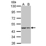 BRE antibody from Signalway Antibody (22004) - Antibodies.com