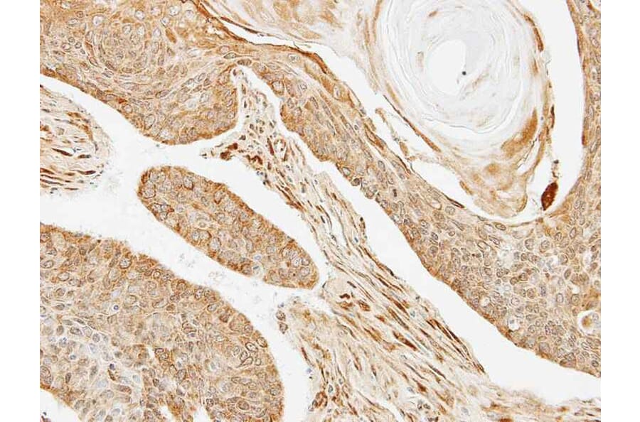 Immunohistochemistry - BRE antibody from Signalway Antibody (22004) - Antibodies.com