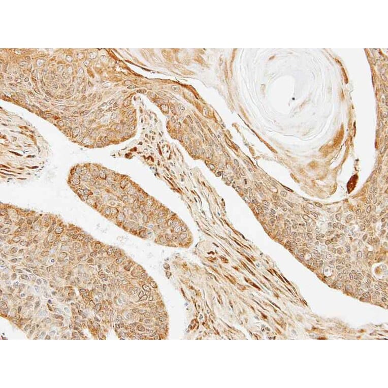 Immunohistochemistry - BRE antibody from Signalway Antibody (22004) - Antibodies.com