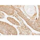 Immunohistochemistry - BRE antibody from Signalway Antibody (22004) - Antibodies.com
