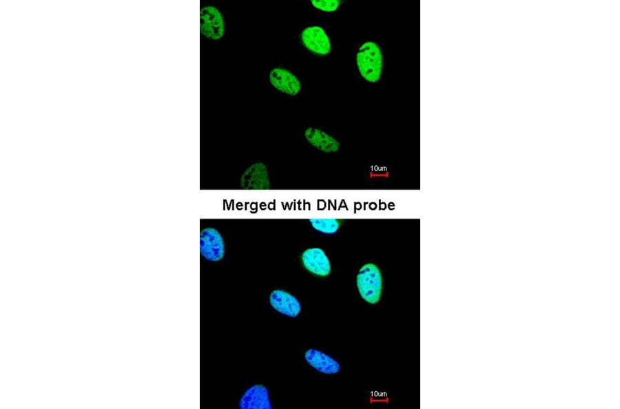 Immunofluorescence - BRE antibody from Signalway Antibody (22004) - Antibodies.com