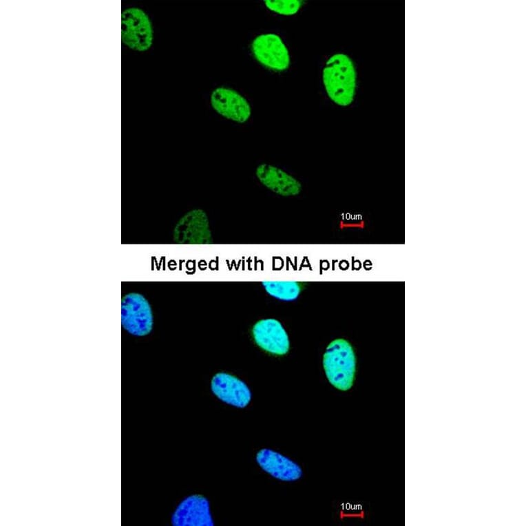 Immunofluorescence - BRE antibody from Signalway Antibody (22004) - Antibodies.com