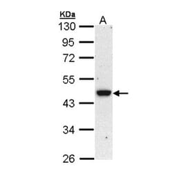 BRE antibody from Signalway Antibody (22005) - Antibodies.com