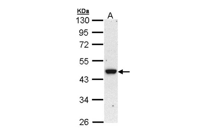 BRE antibody from Signalway Antibody (22005) - Antibodies.com