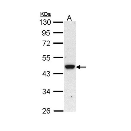 BRE antibody from Signalway Antibody (22005) - Antibodies.com