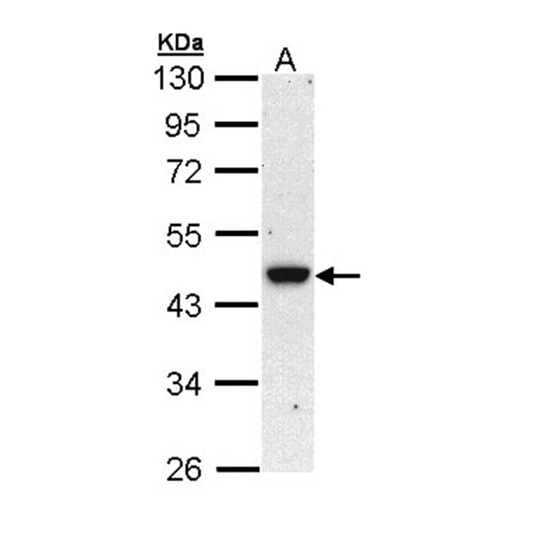 BRE antibody from Signalway Antibody (22005) - Antibodies.com