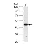 BRE antibody from Signalway Antibody (22005) - Antibodies.com