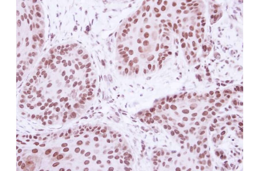 Immunohistochemistry - BRE antibody from Signalway Antibody (22005) - Antibodies.com