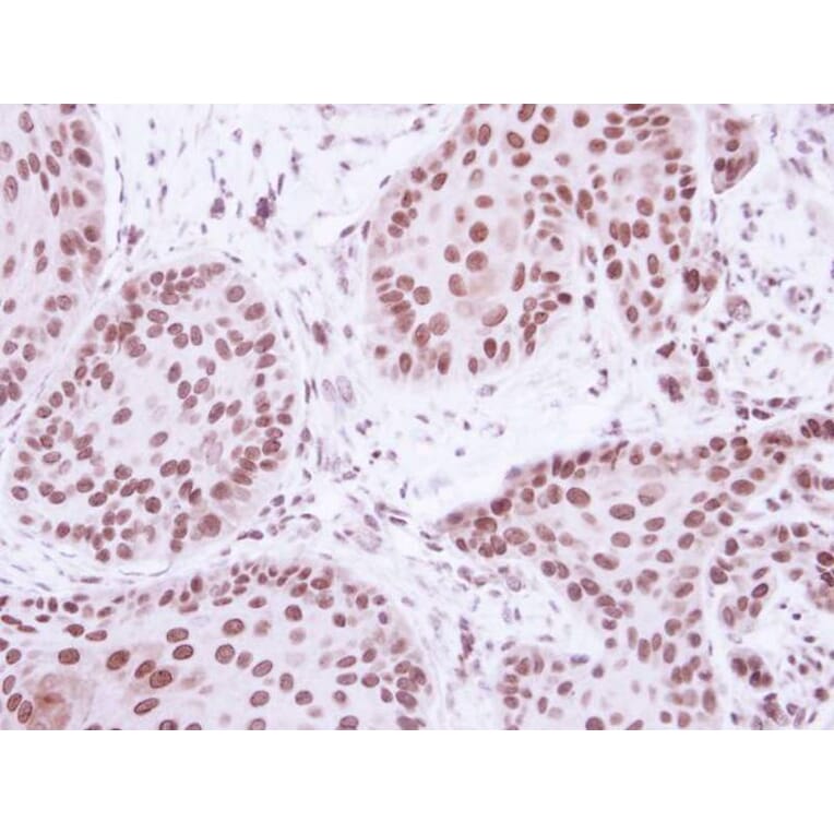 Immunohistochemistry - BRE antibody from Signalway Antibody (22005) - Antibodies.com