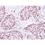 Immunohistochemistry - BRE antibody from Signalway Antibody (22005) - Antibodies.com
