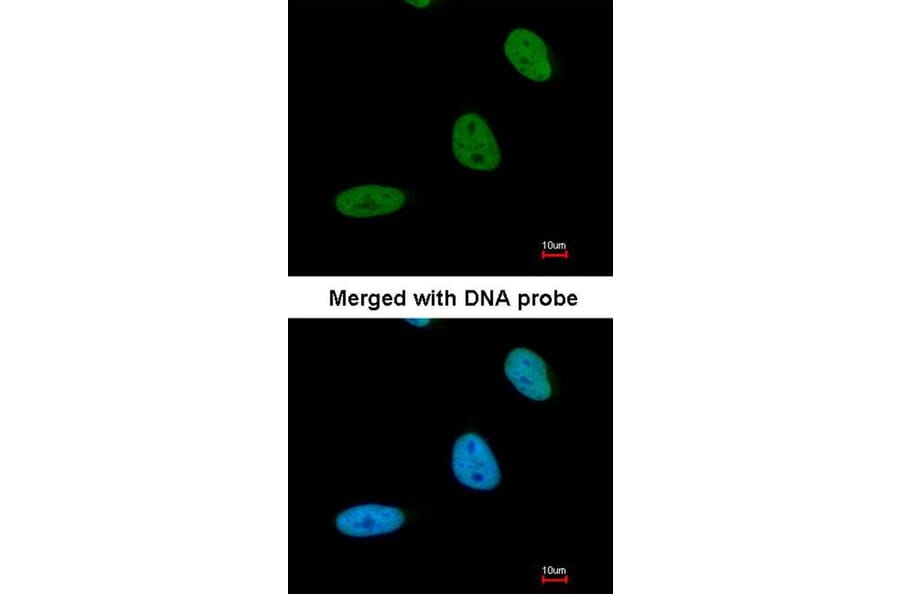 Immunofluorescence - BRE antibody from Signalway Antibody (22005) - Antibodies.com