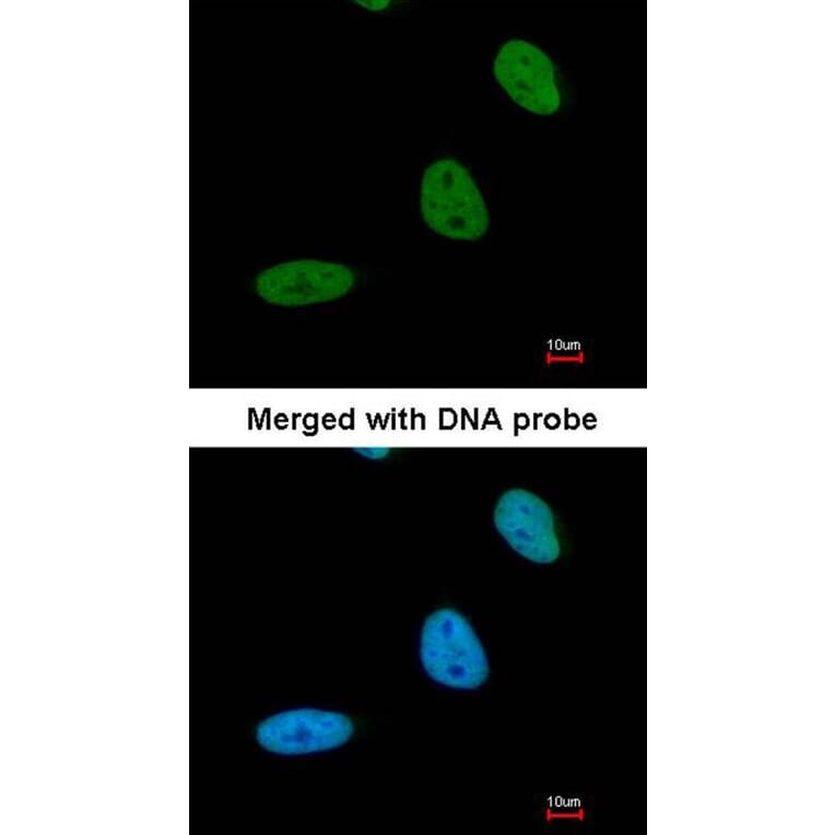 Immunofluorescence - BRE antibody from Signalway Antibody (22005) - Antibodies.com
