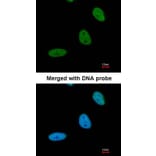 Immunofluorescence - BRE antibody from Signalway Antibody (22005) - Antibodies.com