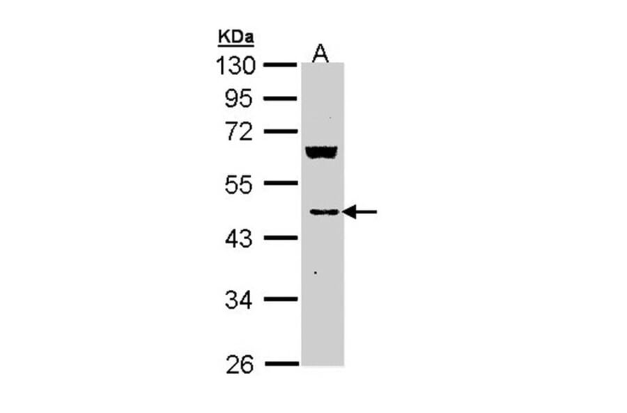 MVD antibody from Signalway Antibody (22006) - Antibodies.com