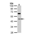 MVD antibody from Signalway Antibody (22006) - Antibodies.com