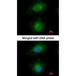 Immunofluorescence - MVD antibody from Signalway Antibody (22006) - Antibodies.com