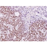 Immunohistochemistry - ALY antibody from Signalway Antibody (22019) - Antibodies.com