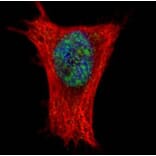 ALY antibody from Signalway Antibody (22019) - Antibodies.com