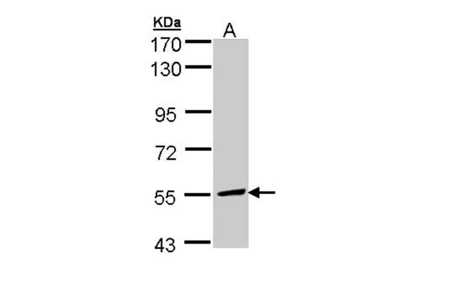 MCD antibody from Signalway Antibody (22115) - Antibodies.com