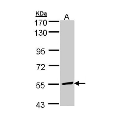 MCD antibody from Signalway Antibody (22115) - Antibodies.com