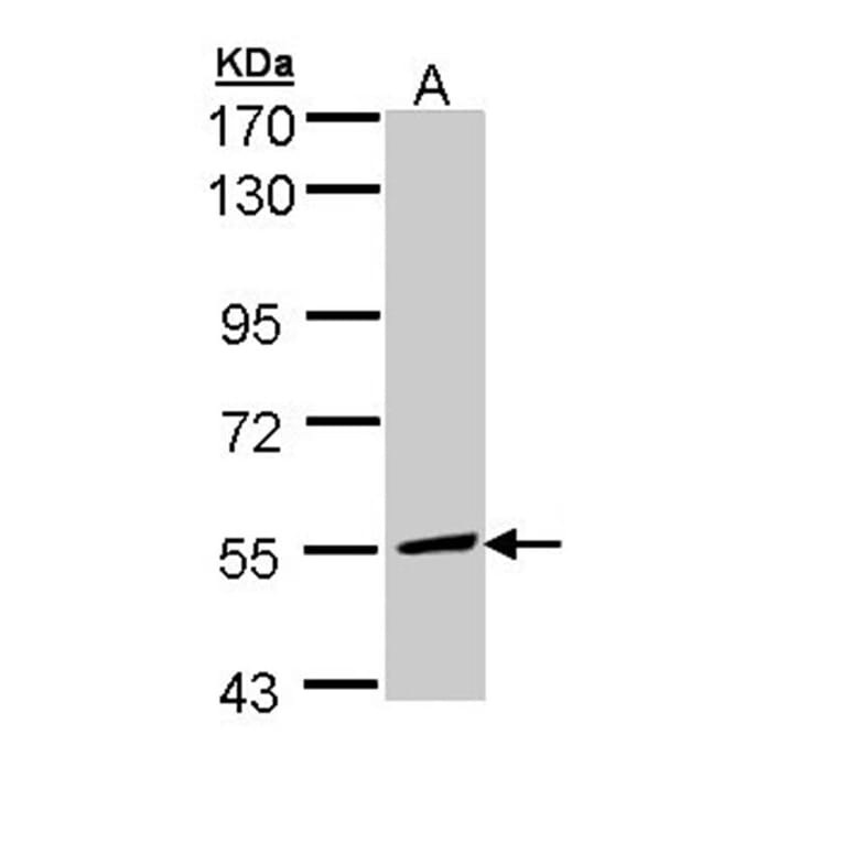 MCD antibody from Signalway Antibody (22115) - Antibodies.com