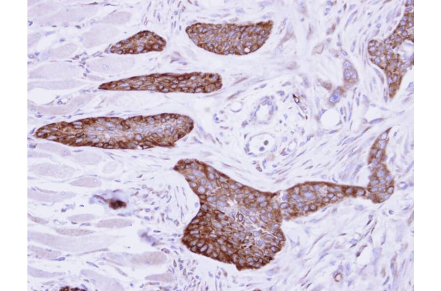 Immunohistochemistry - MCD antibody from Signalway Antibody (22115) - Antibodies.com