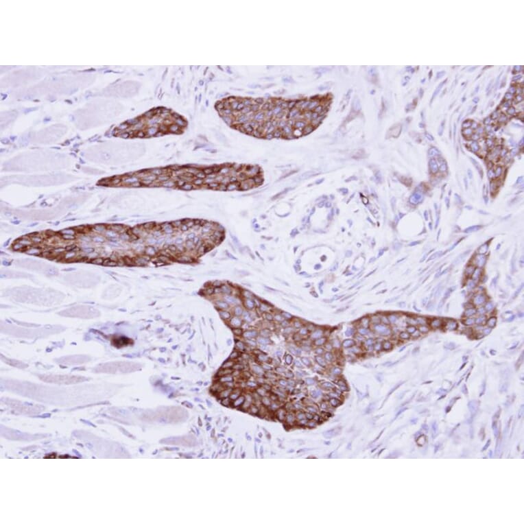 Immunohistochemistry - MCD antibody from Signalway Antibody (22115) - Antibodies.com