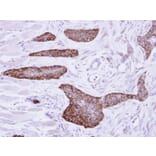 Immunohistochemistry - MCD antibody from Signalway Antibody (22115) - Antibodies.com