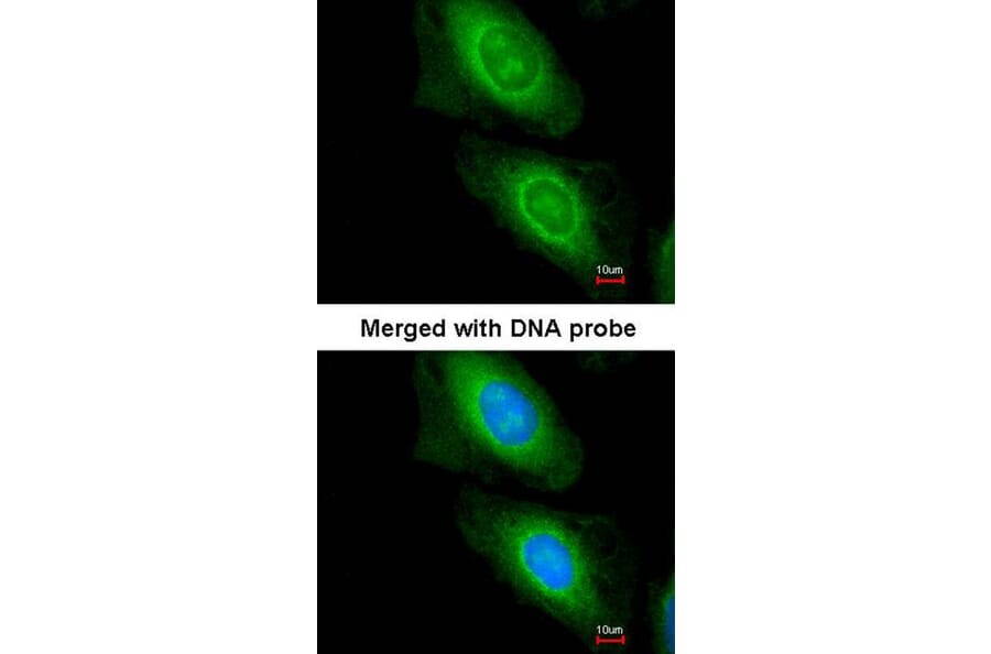 Immunofluorescence - MCD antibody from Signalway Antibody (22115) - Antibodies.com