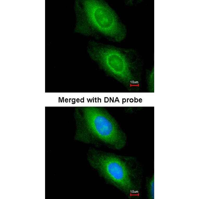 Immunofluorescence - MCD antibody from Signalway Antibody (22115) - Antibodies.com