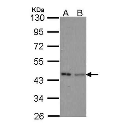 IVD antibody from Signalway Antibody (22140) - Antibodies.com