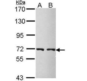 CBS antibody from Signalway Antibody (22188) - Antibodies.com