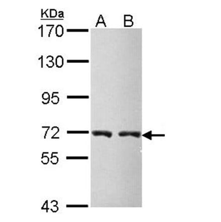 CBS antibody from Signalway Antibody (22188) - Antibodies.com