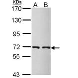 CBS antibody from Signalway Antibody (22188) - Antibodies.com
