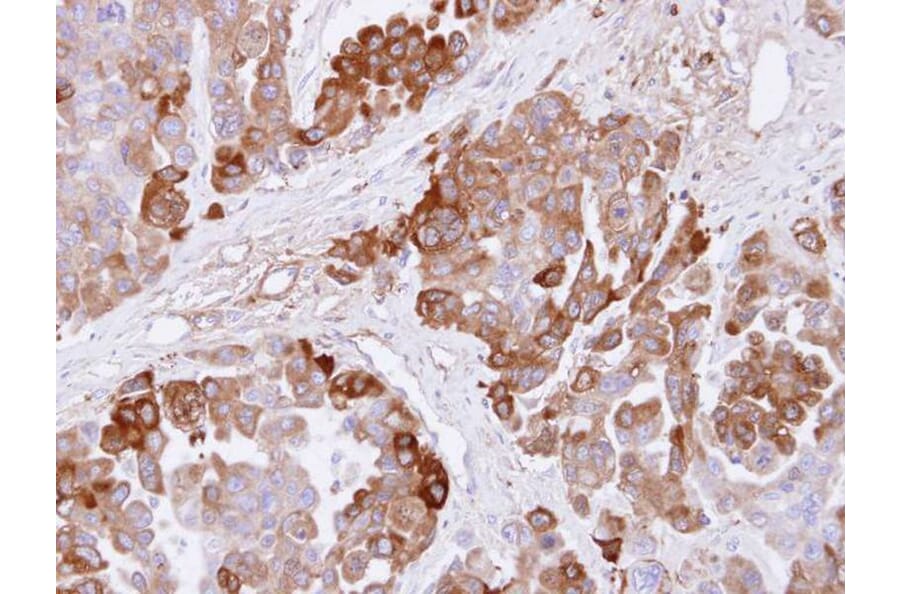 Immunohistochemistry - CBS antibody from Signalway Antibody (22188) - Antibodies.com